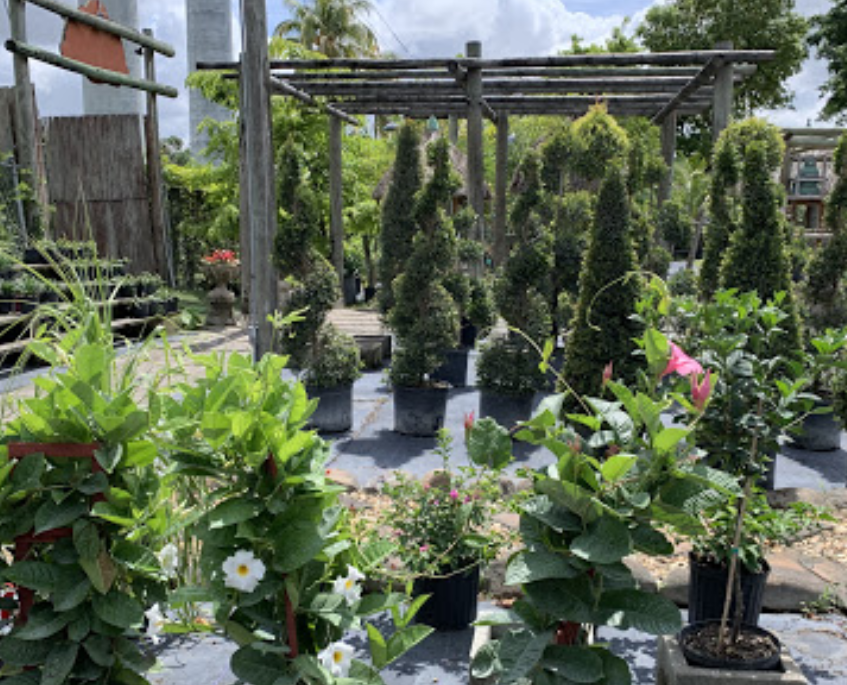 Exclusive Nursery & Landscape hialeah