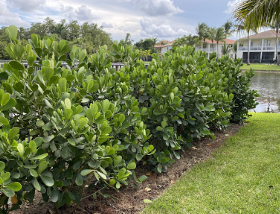 Miami Plants Clusia and Podocarpus Hedges