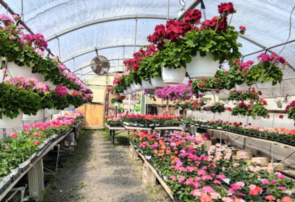 Plant Land manassas virginia