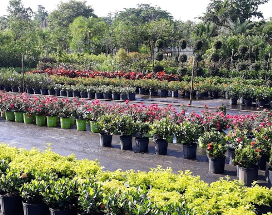 alfonsos tree farm and nursery orlando florida