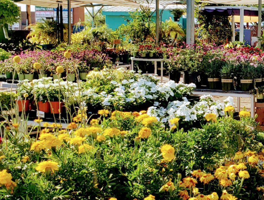 civano nursery retail location tucson arizona