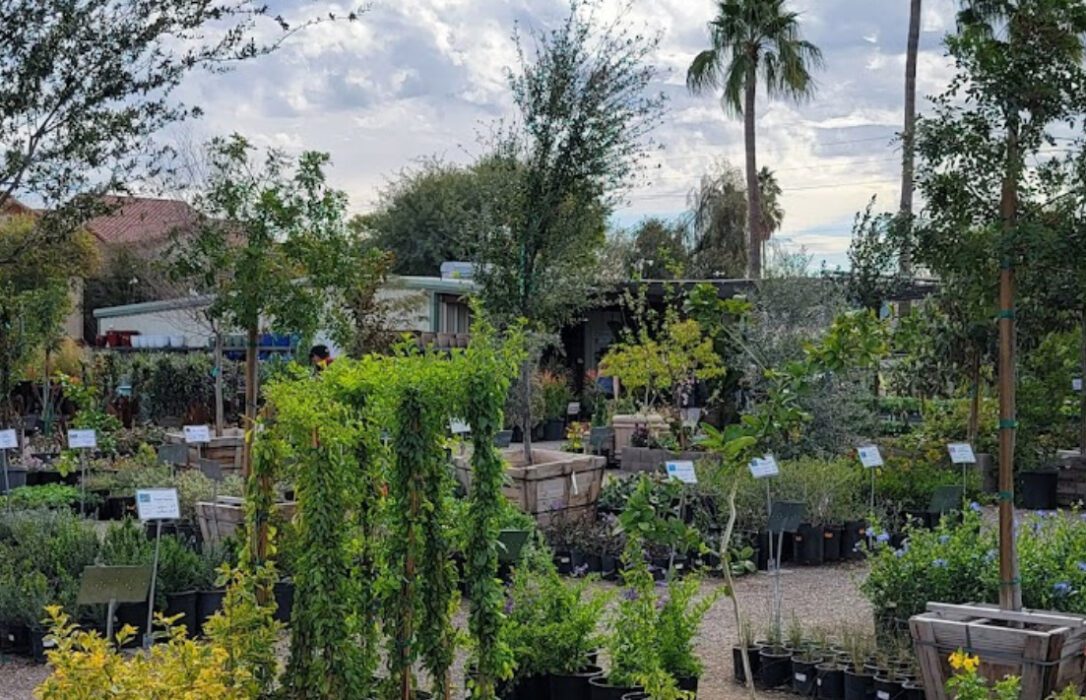 elgin nursery and tree farms phoenix arizona