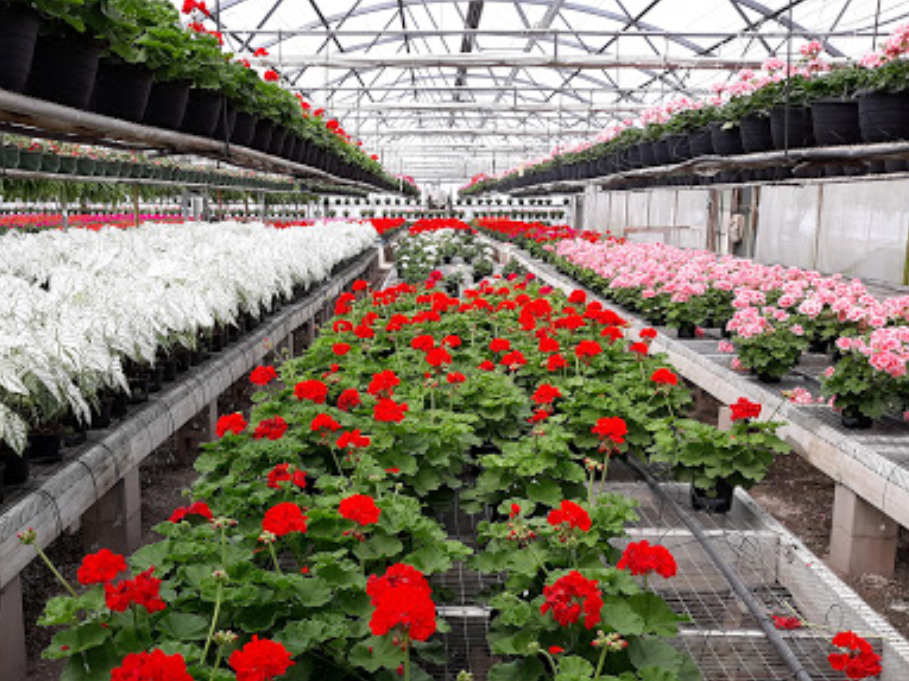 george oelschig greenhouses vivero savannah georgia