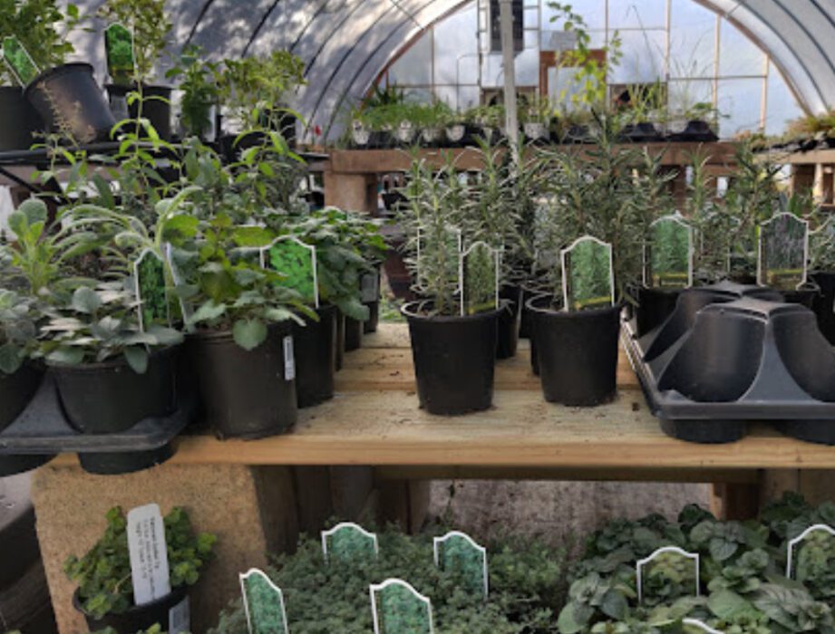 green thumb nursery russellville arkansas