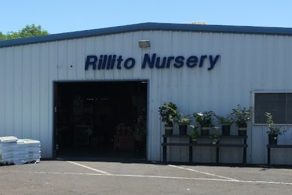 rillito nursery and garden center tucson arizona