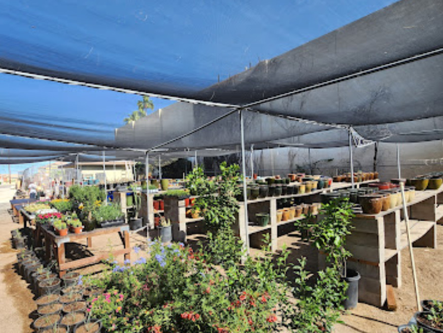 sunset nursery and teds mercantile tucson arizona