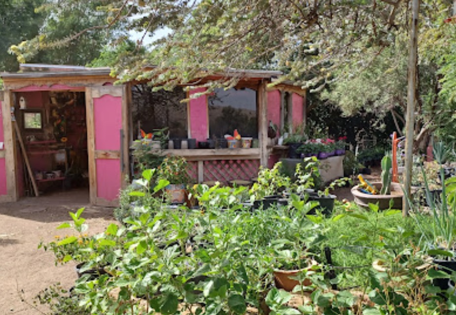 avocado nursery inc at distinctive earthscapes arizona