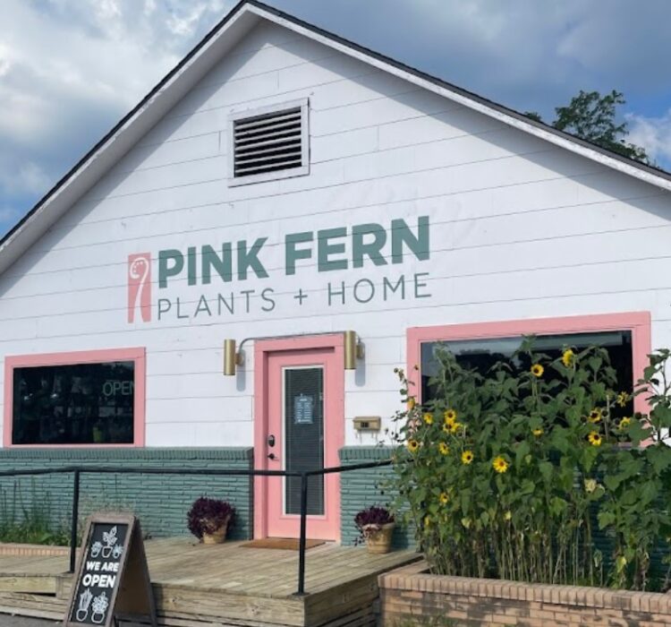 pink fern arkansas