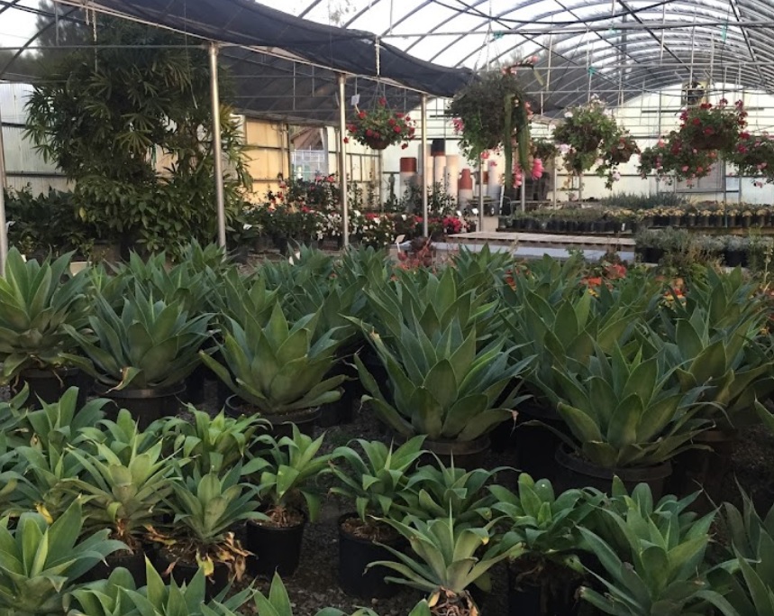 plantenders nursery oc california