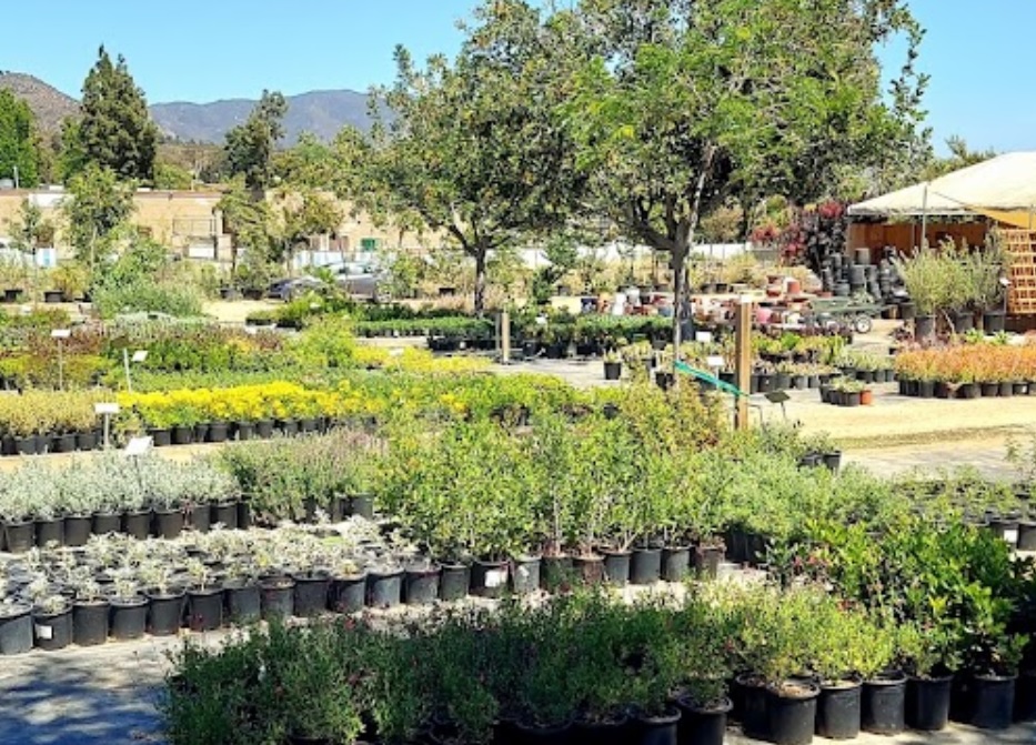 rancho valhalla nursery california