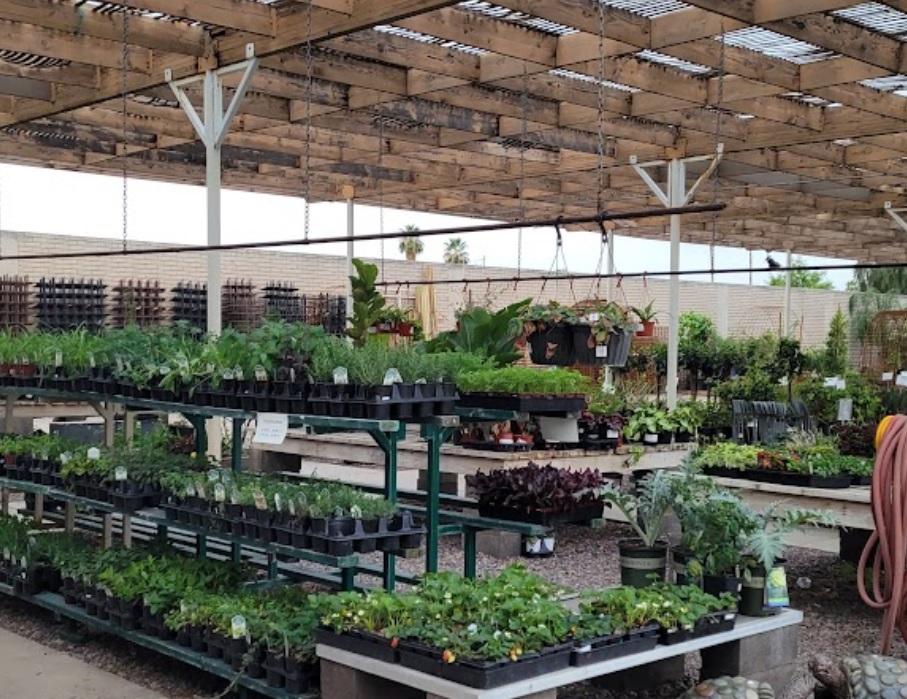 treeland nurseries inc arizona