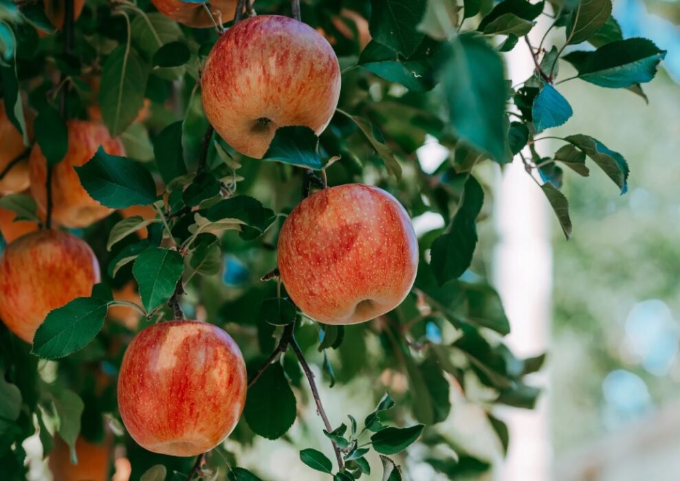 arbol frutal de manzanas en vivero