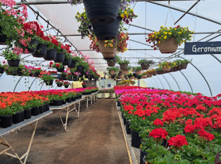 mt garfield greenhouse and nursery colorado