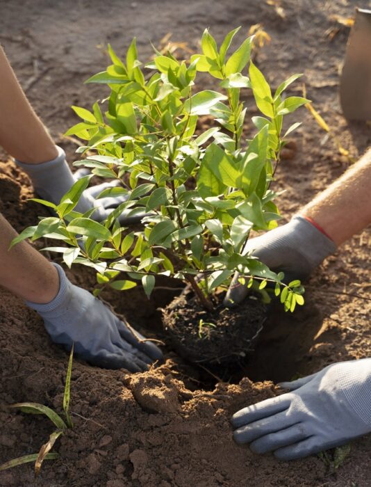 plantacion de arboles y arbustos