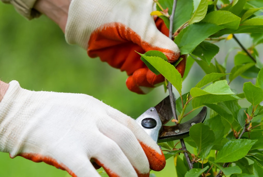 servicio de poda y recorte de arboles y arbustos