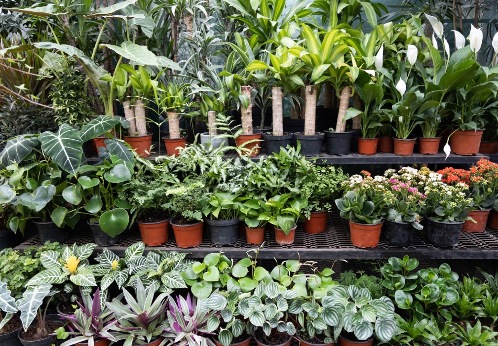 venta de flores plantas semillas arboles y arbustos en vivero