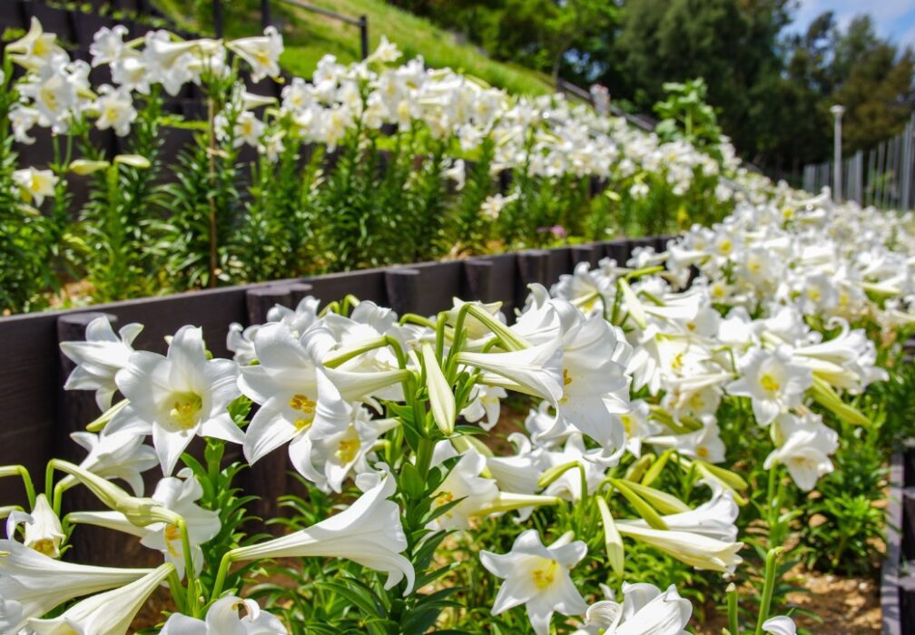 venta de lirios en vivero