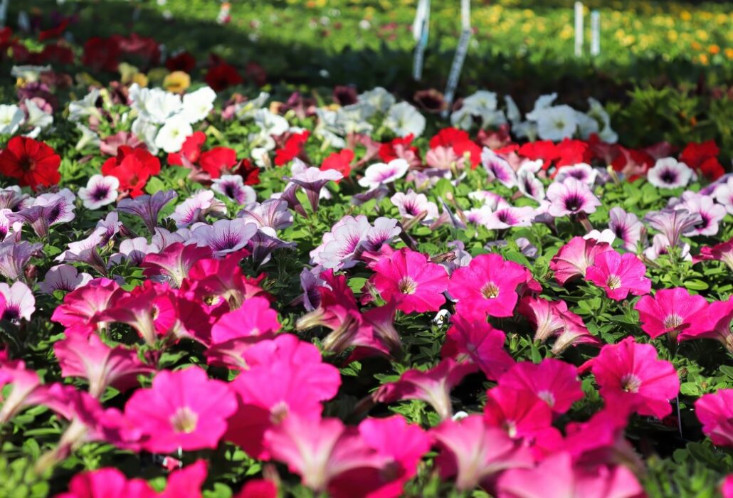 venta de petunias en viveros