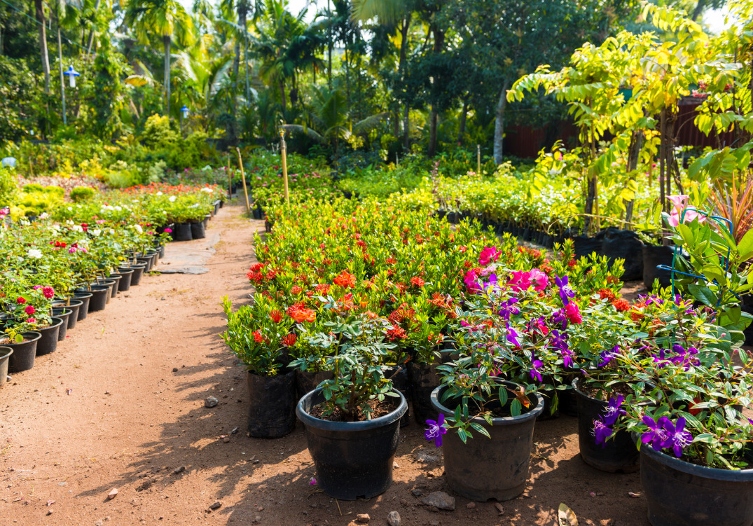 venta de plantas semillas y arboles