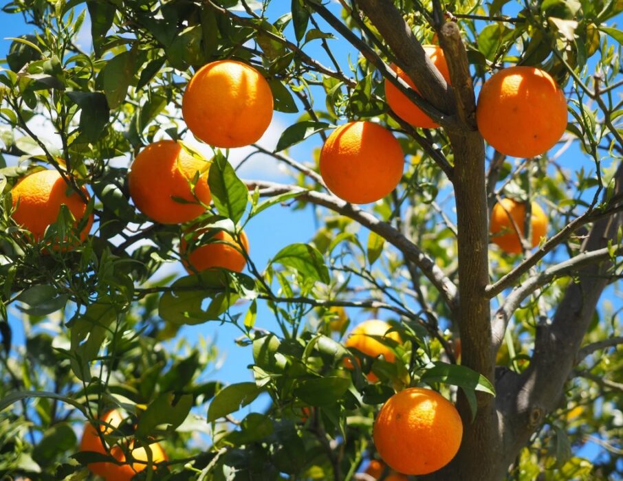 arbol de naranjo vivero