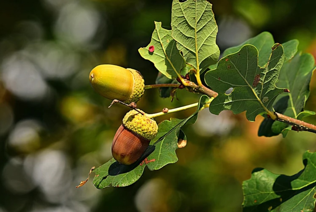 arbol de roble en vivero