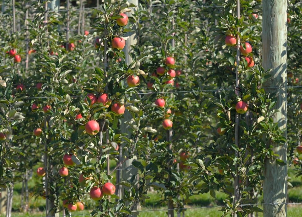 arboles de manzano en un vivero