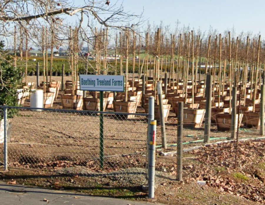 boething treeland farms inc lodi california