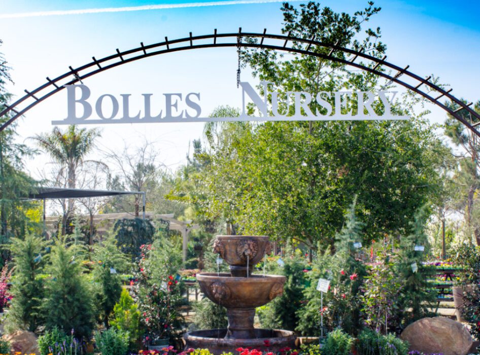 bolles nursery bakersfield