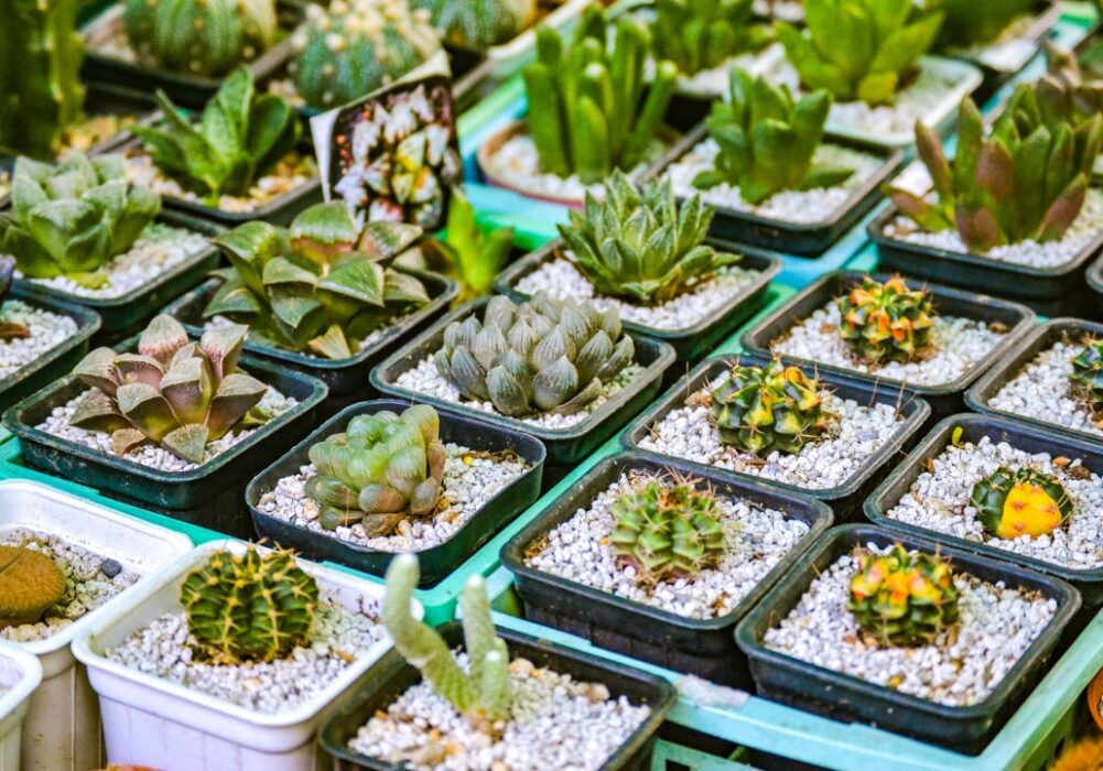 cactus y suculentas de venta en viveros y centros de jardineria