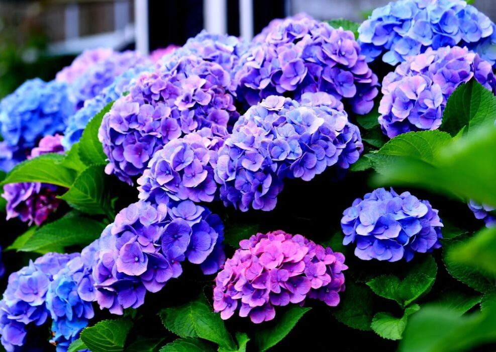 hortensias azules en vivero