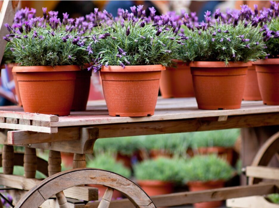 lavanda en macetas en un vivero