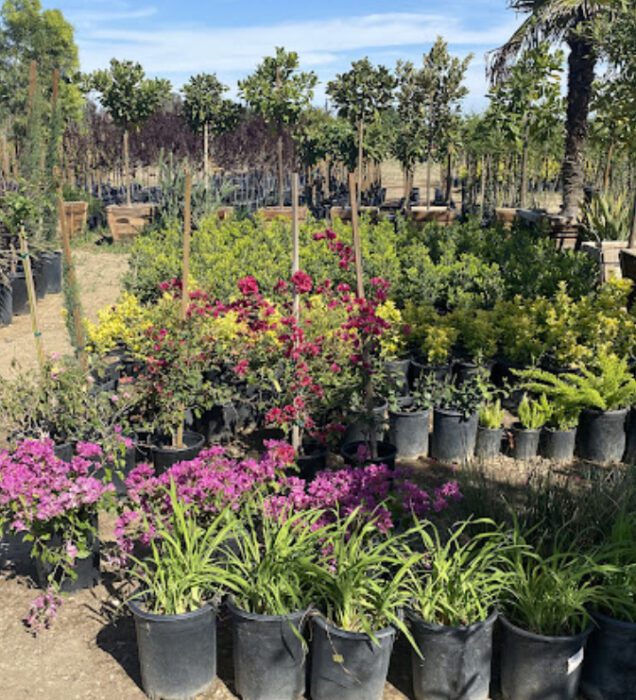 monte vista nursery inc bakersfield