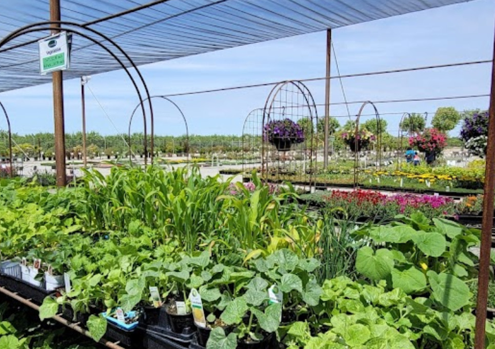 riverside nursery and landscape fresno