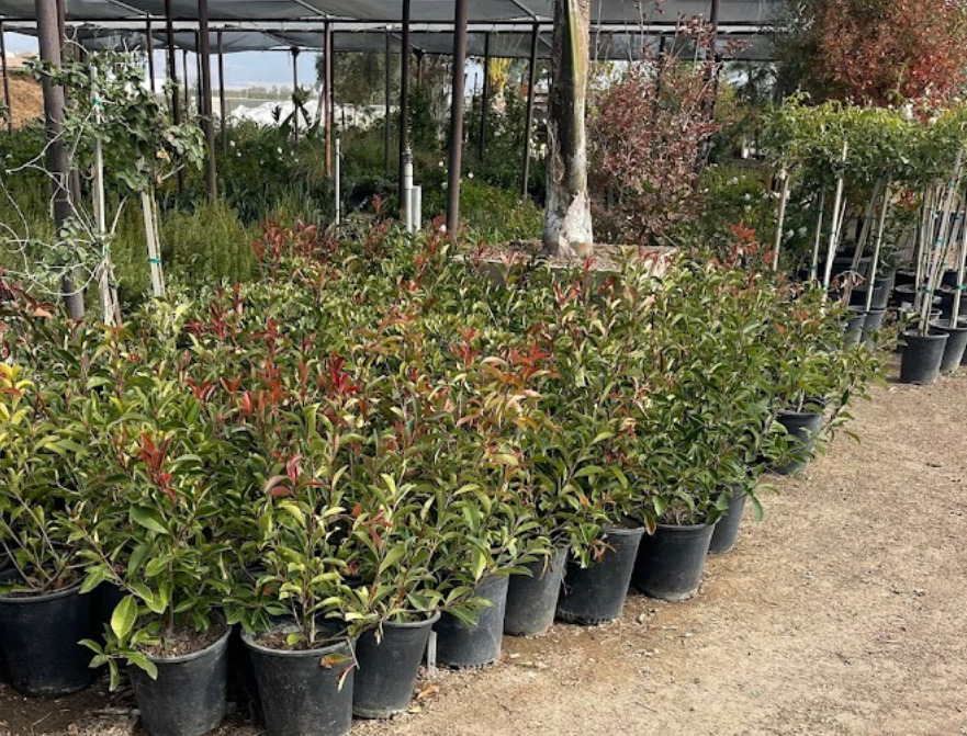 san antonio wholesale nursery corp bakersfield