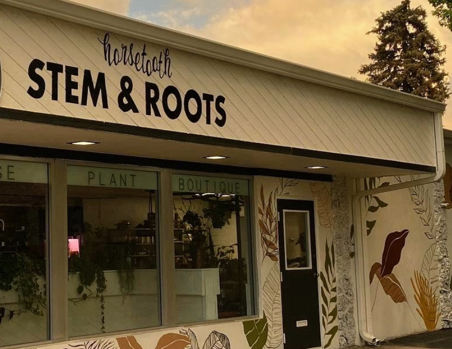 stem and roots house plant boutique fort collins