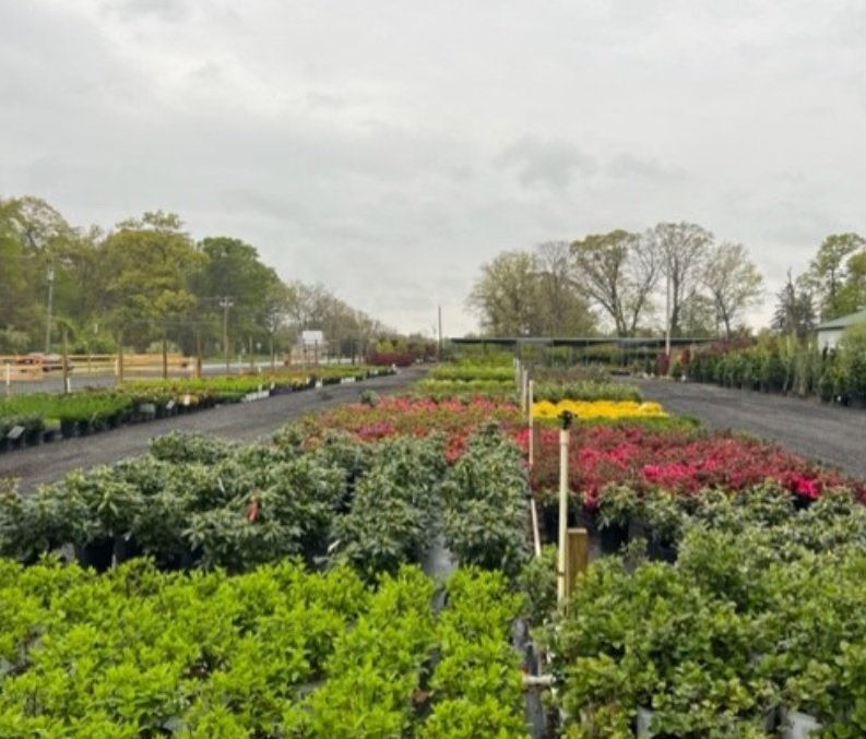 the nursery at colts neck nueva jersey