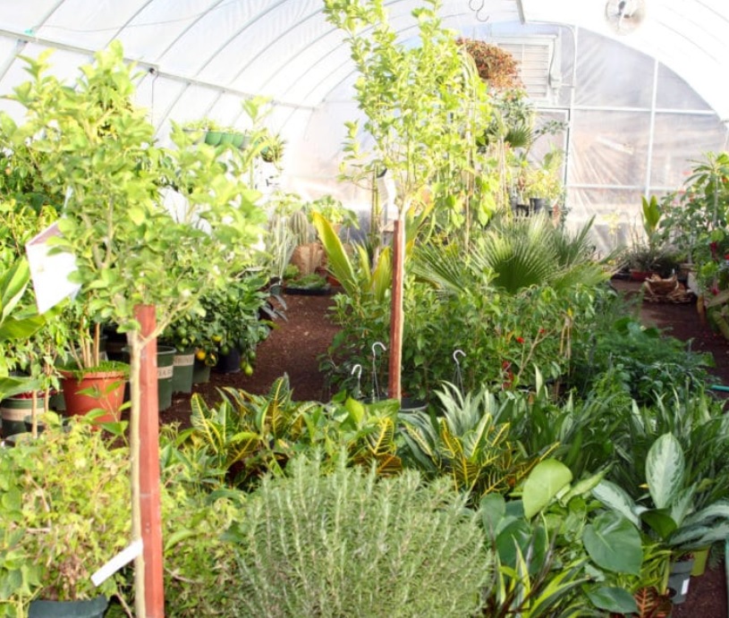 agua fria nursery nuevo mexico