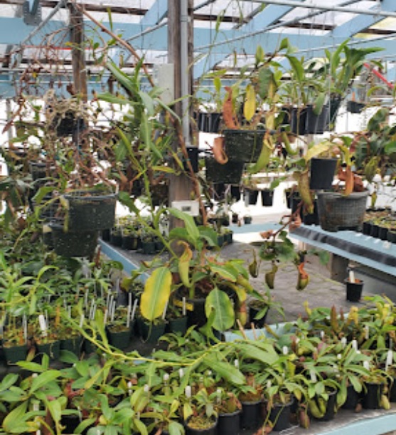 bergen water gardens and nursery nueva york