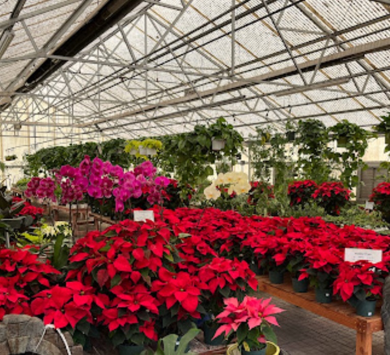 color your world garden center nuevo mexico