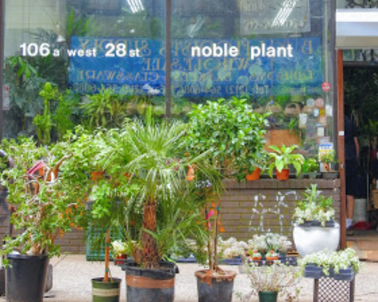noble plants nueva york