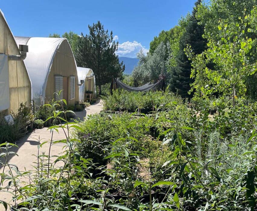 petrees nursery and greenhouses nuevo mexico