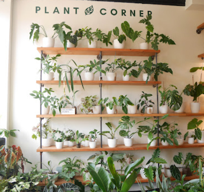 plant corner nueva york