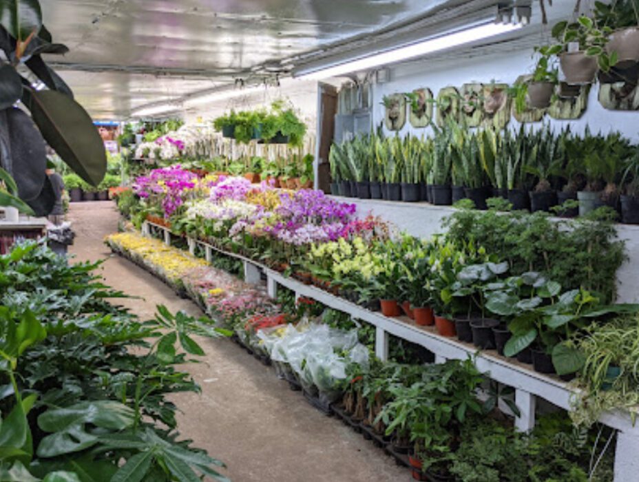 tropical plants and orchids inc nueva york