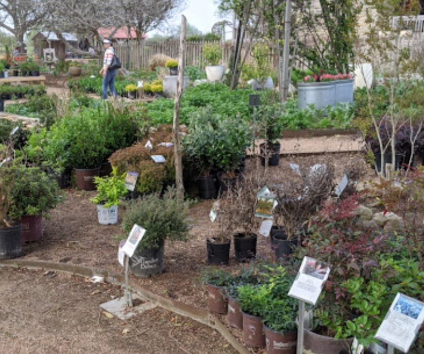 antique rose emporium nursery and display gardens texas