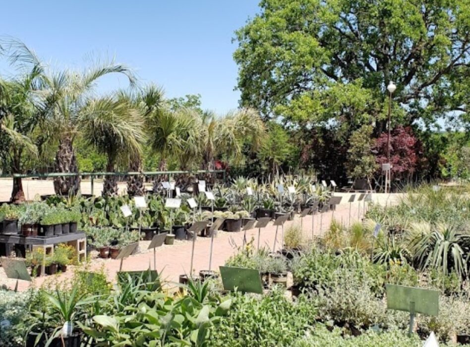 backbone valley nursery texas