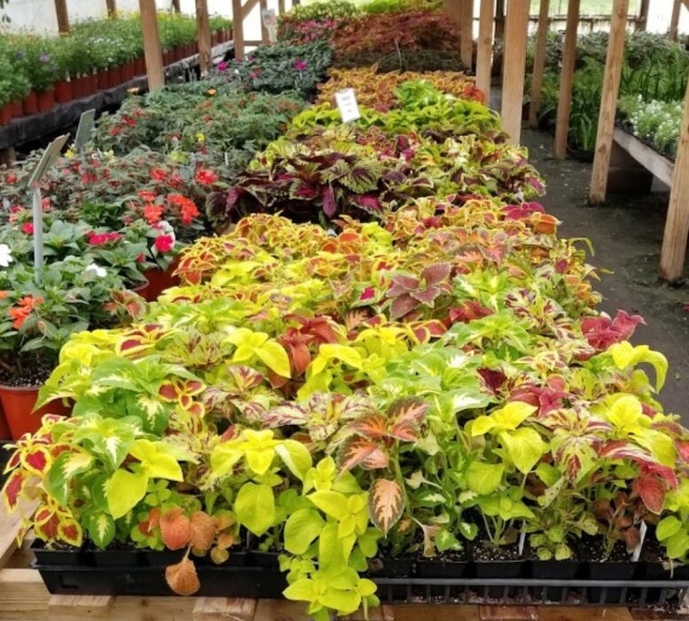 little country greenhouse texas