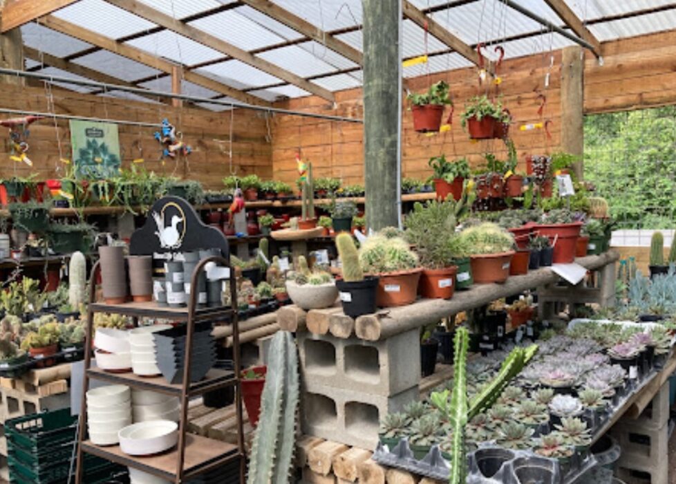 maas nursery inc texas
